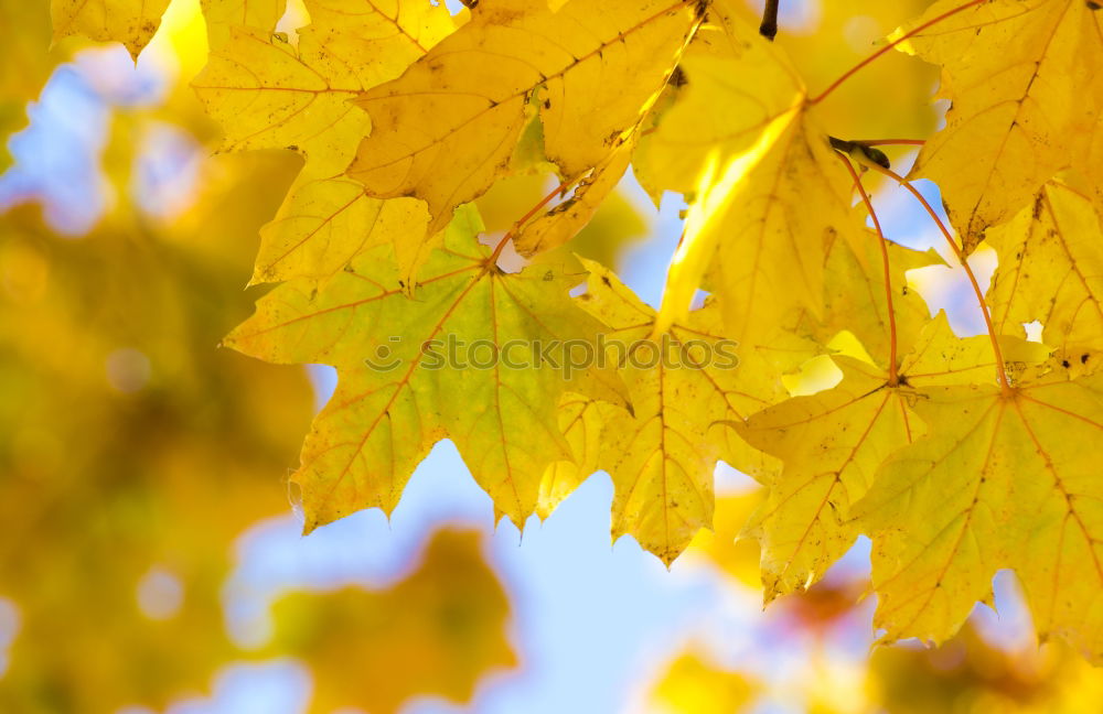 Similar – gold leaf Autumn Tree Leaf