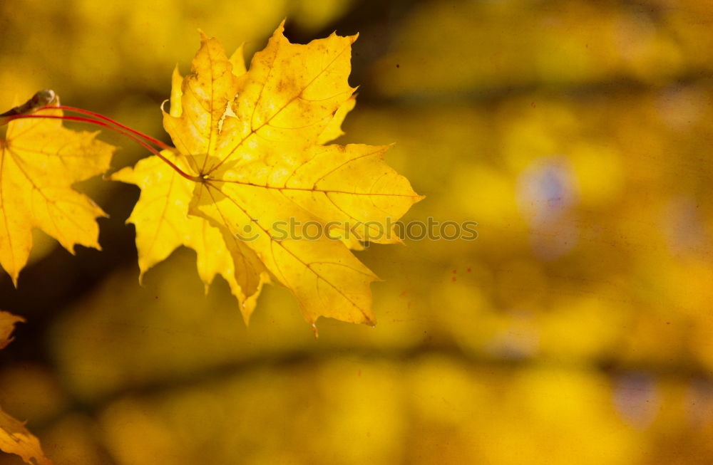 Similar – Autumn in the oak forest