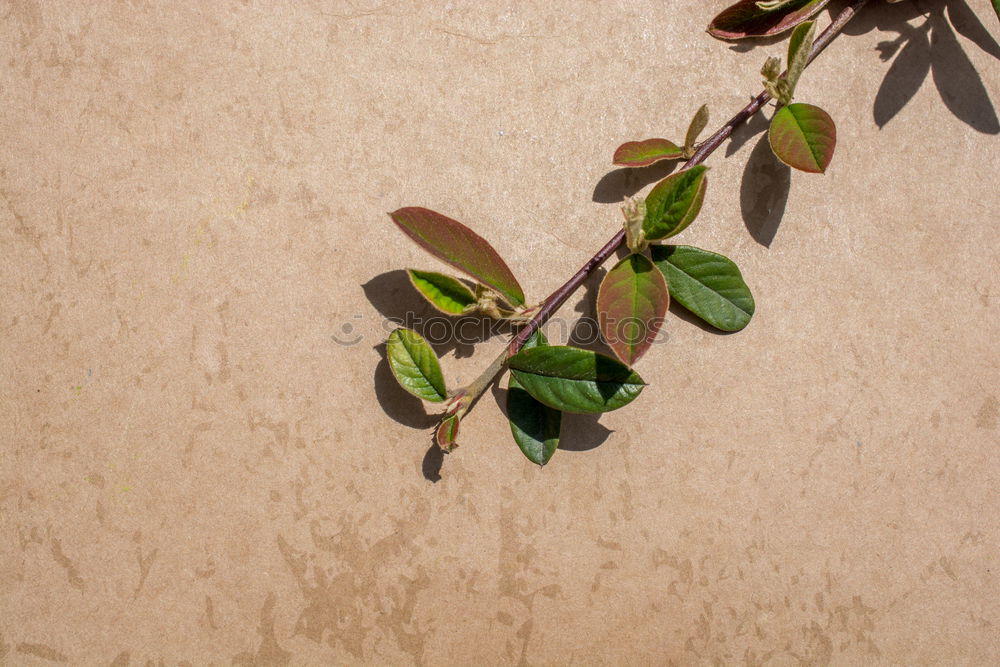 Similar – Foto Bild Chamansülz | 555 | immer an der Wand lang…