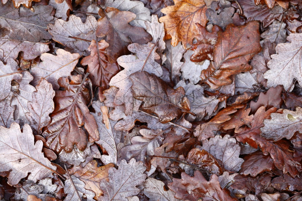 Hoarfrost covers the leaves on the ground