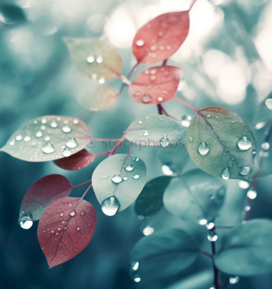 Similar – Image, Stock Photo purple blossom lies on a blue table with raindrops