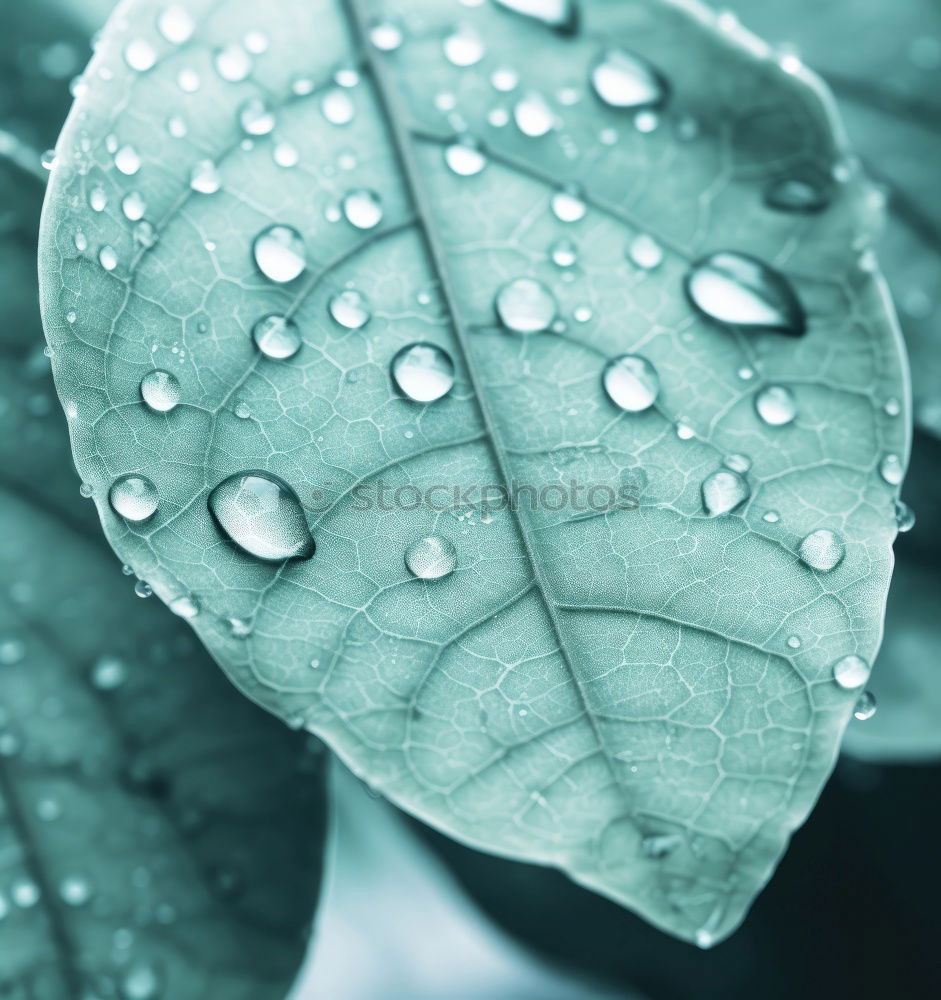 Similar – Image, Stock Photo green green green green blooms the gentian