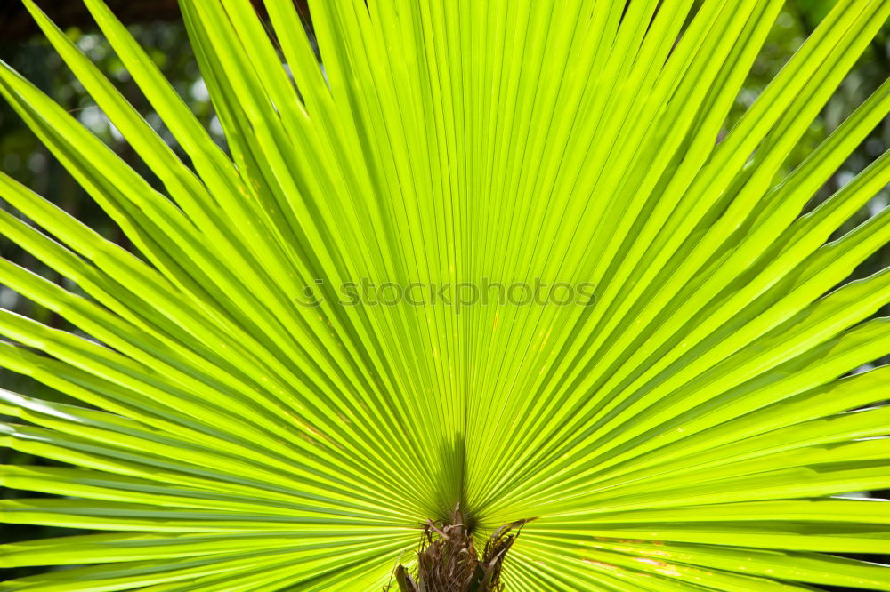 Green plant Plant Flower