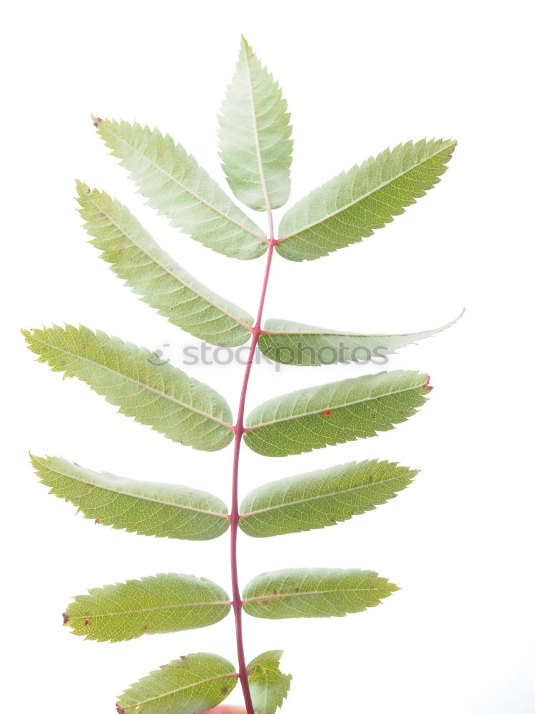 Similar – Foto Bild Summertime Blatt Esche