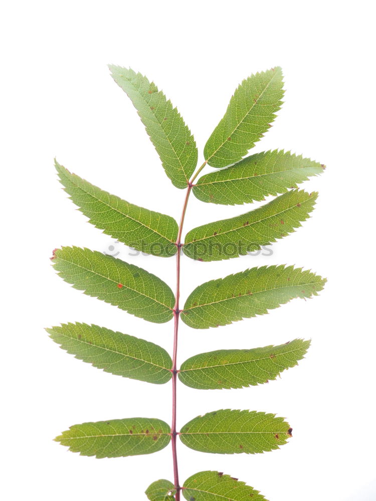Similar – Foto Bild Summertime Blatt Esche