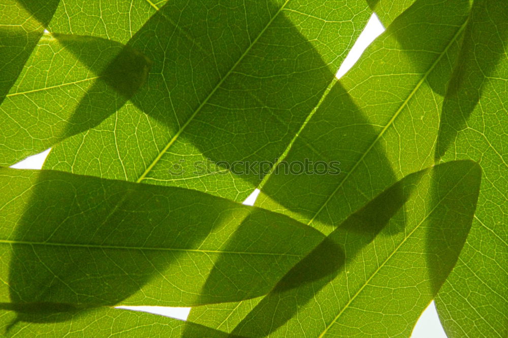 Similar – transmitted light Leaf