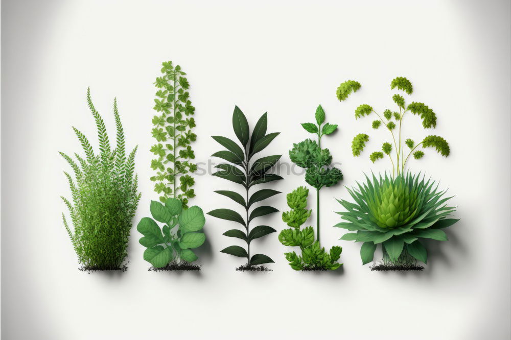 Similar – Image, Stock Photo collection of various conifers and its cones