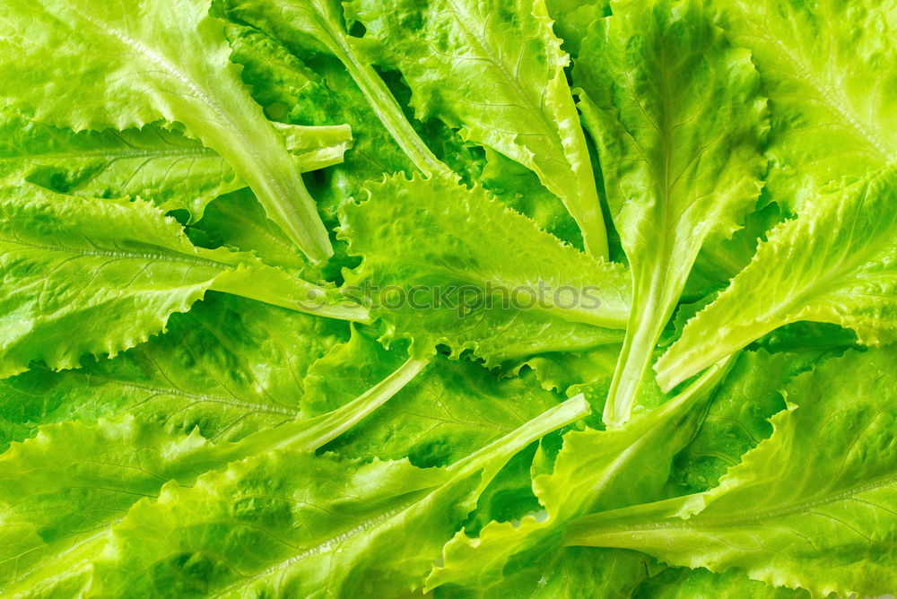 Similar – savoy cabbage