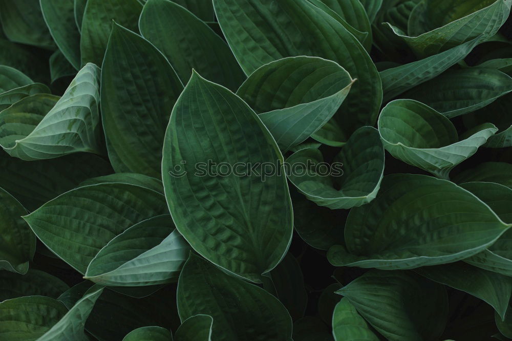 Similar – Image, Stock Photo hosta leaves close up in summer garden