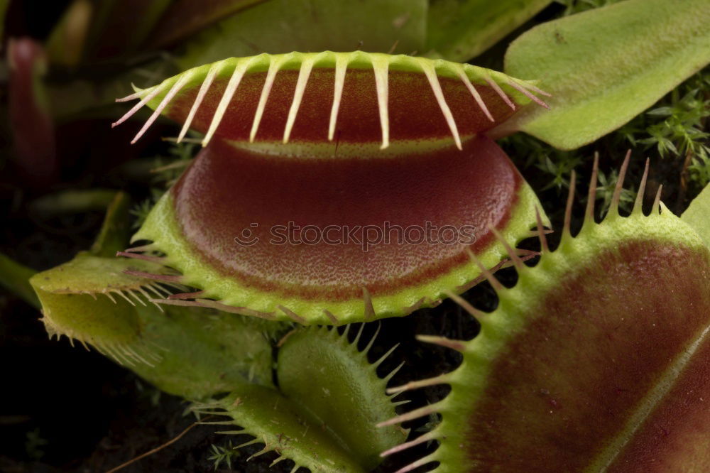 Similar – Foto Bild Frauenschuh Wintergarten