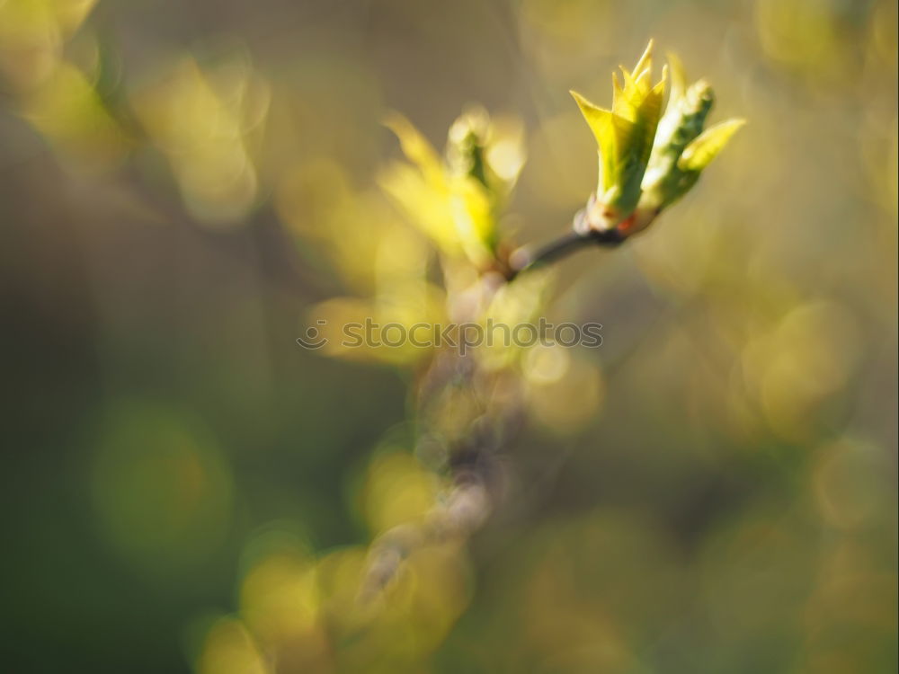 Similar – Image, Stock Photo Autumn Plant Nature