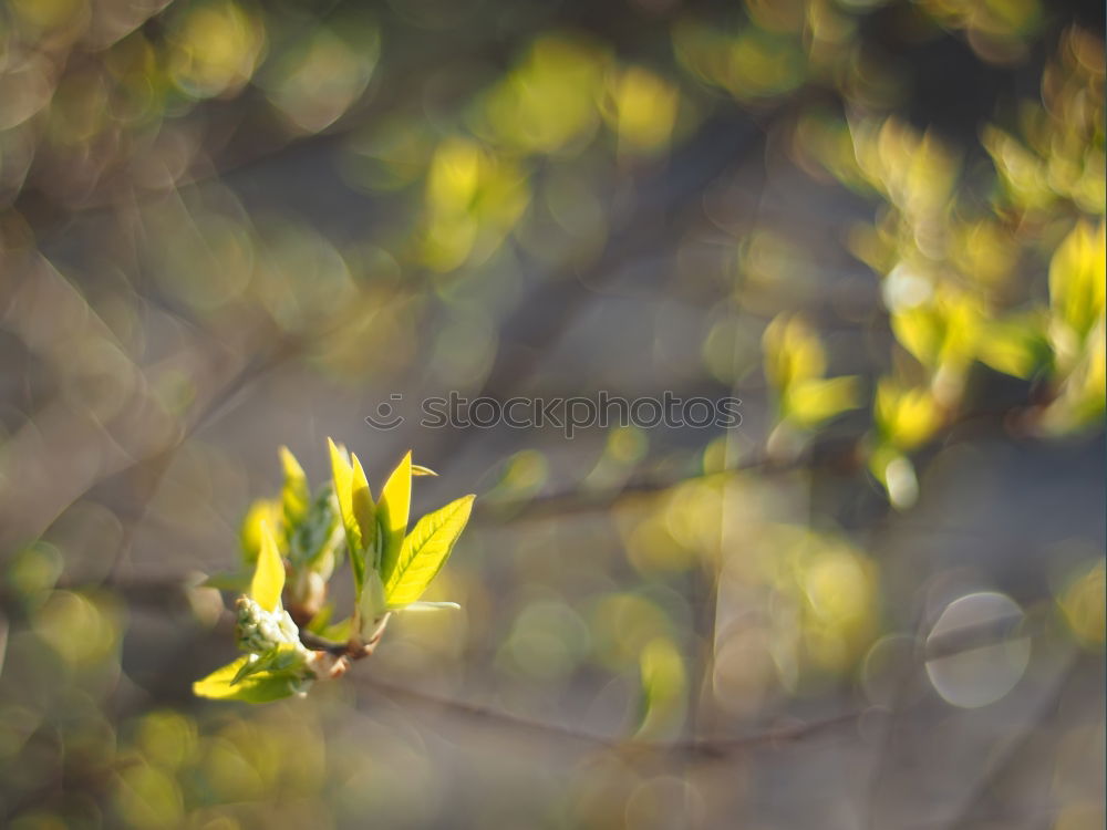 Similar – yellow and green Blossom