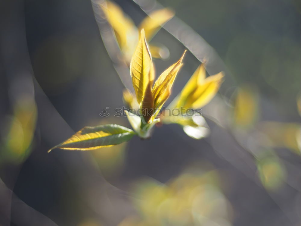 Similar – Image, Stock Photo Bud with water droplets