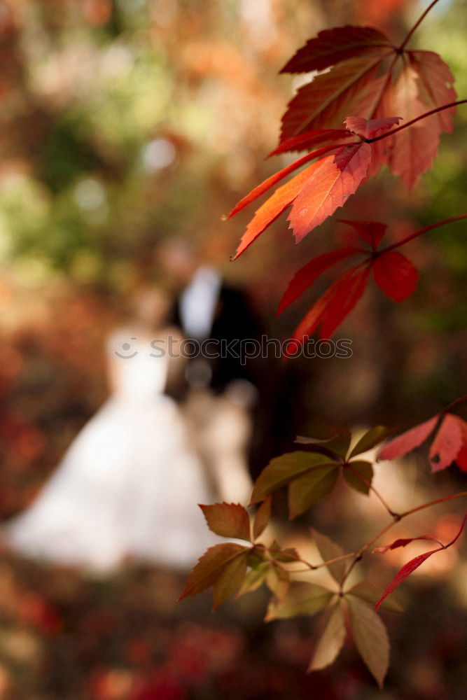 Similar – Image, Stock Photo autumn treasures Infancy