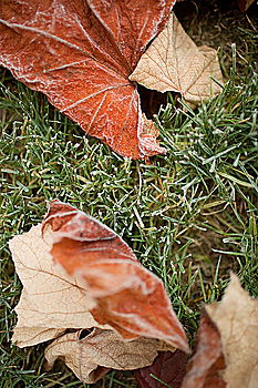 Similar – Herbstlaub Gras grün Blatt