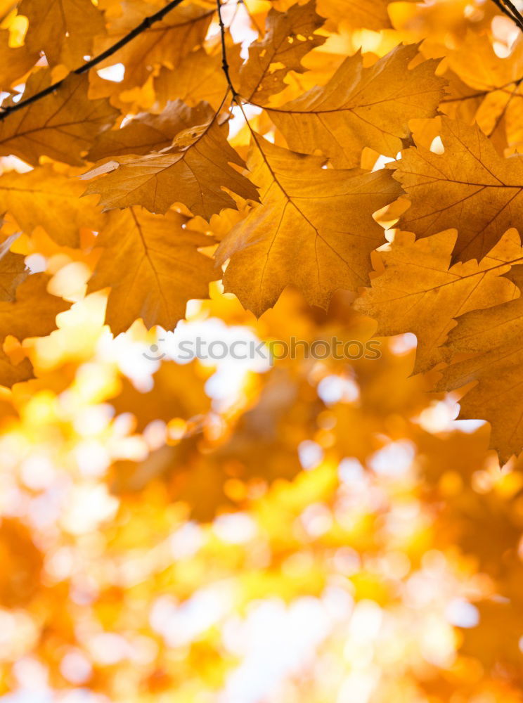 Similar – Image, Stock Photo maple. Syrup. Lifestyle