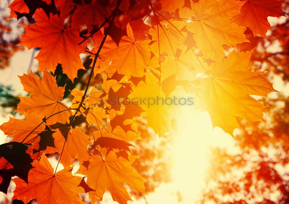 Similar – Image, Stock Photo Autumn Nature Sunrise