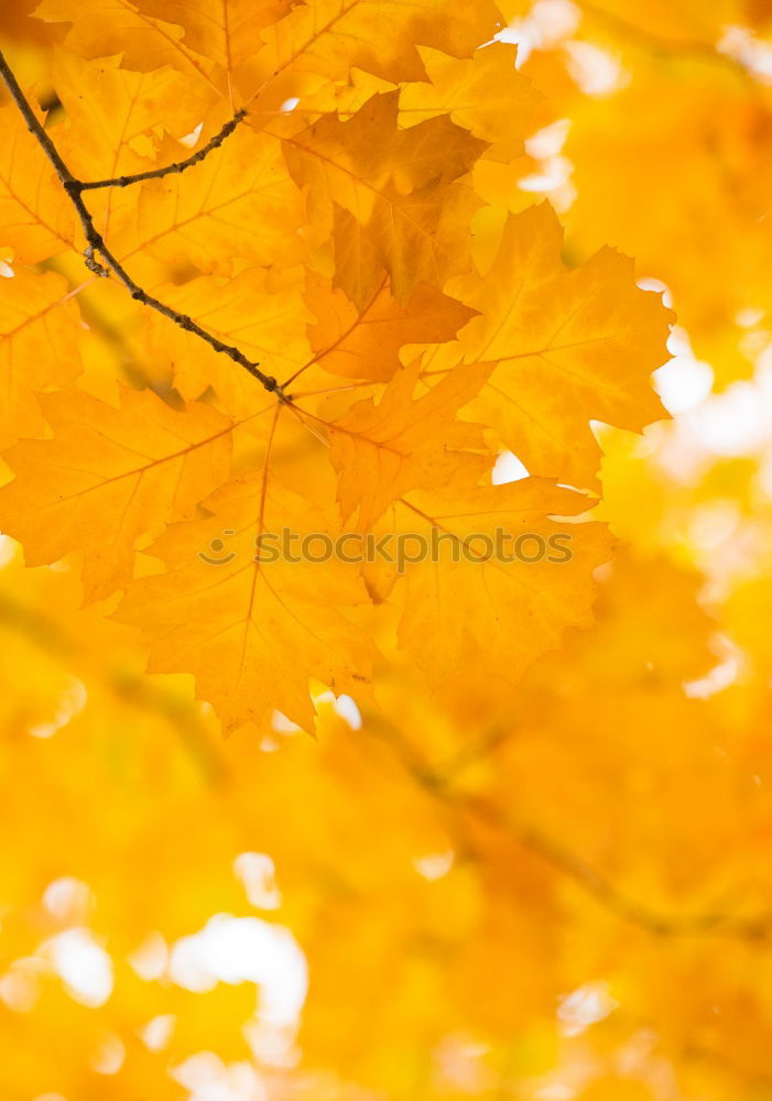 Similar – Image, Stock Photo Herbs memoirs Environment