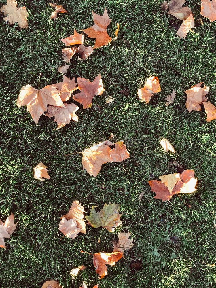 Similar – Image, Stock Photo autumn Footwear Blue Green