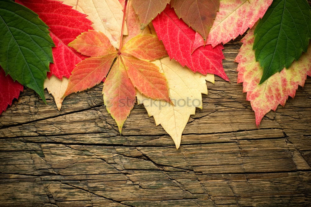 Similar – Image, Stock Photo autumn colours Healthy