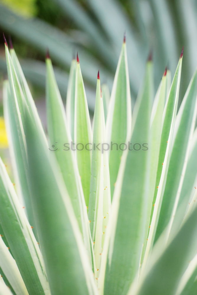 Similar – cactus groves Cactus Green