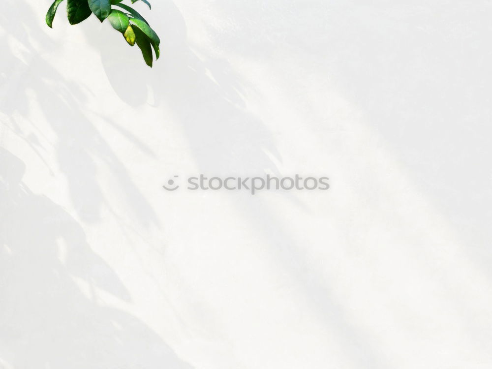 Similar – Image, Stock Photo Flowerpots. Village