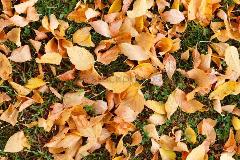 Similar – autumn Herbst Blatt Gras