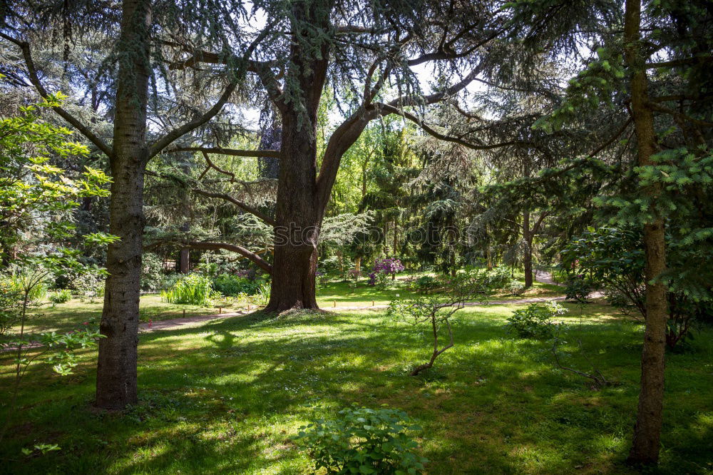 Similar – Image, Stock Photo tree felling