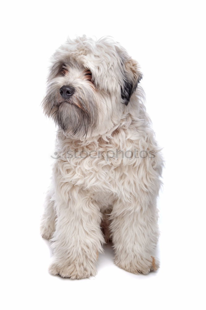 Image, Stock Photo Dog 3 Animal Pet