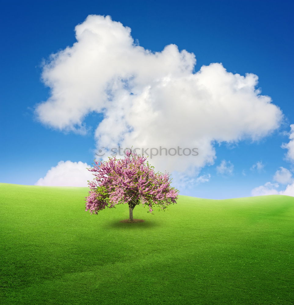 Similar – TREE Summer Nature