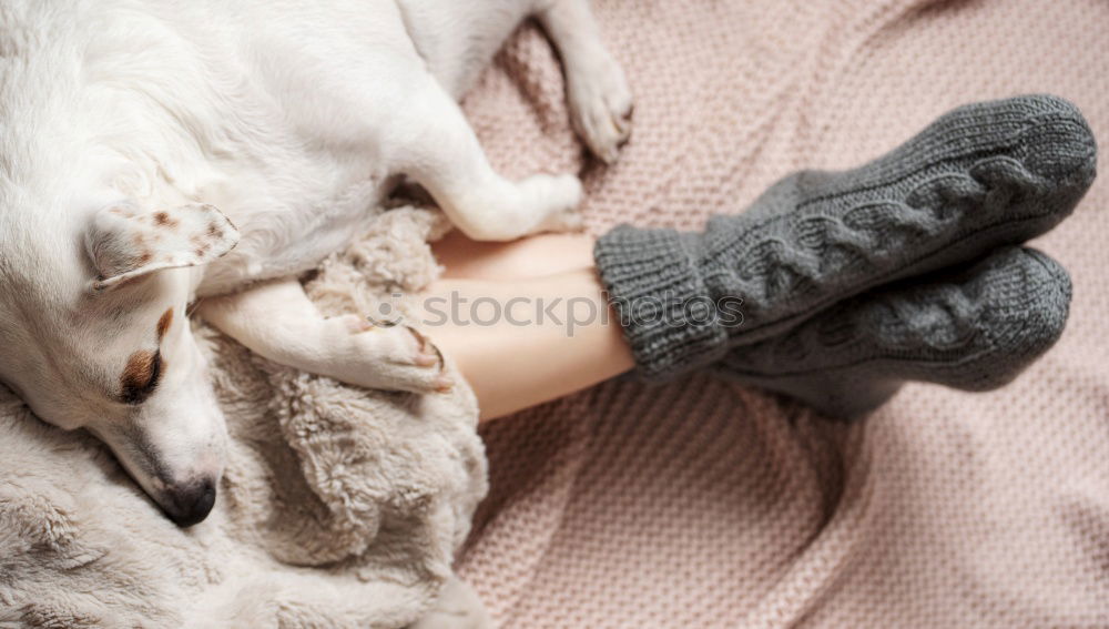 Similar – Image, Stock Photo Socks fluffy fur Feet