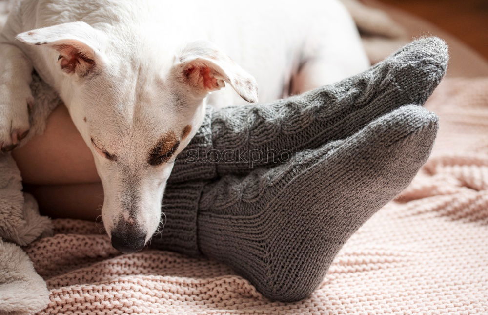 Similar – Image, Stock Photo Socks fluffy fur Feet