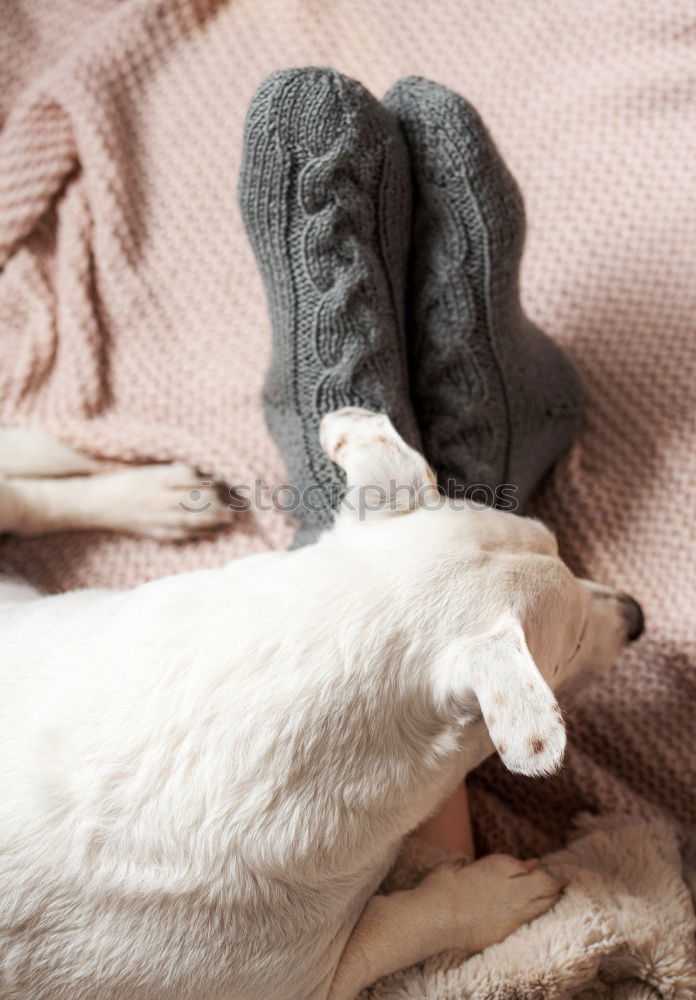 Similar – Image, Stock Photo Socks fluffy fur Feet