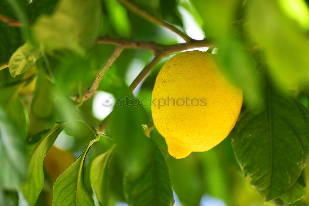 Similar – Image, Stock Photo vitamin hand grenade Food