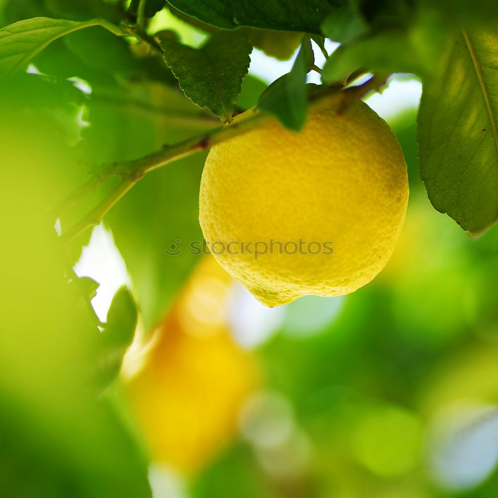Similar – Image, Stock Photo Orange Garden XI