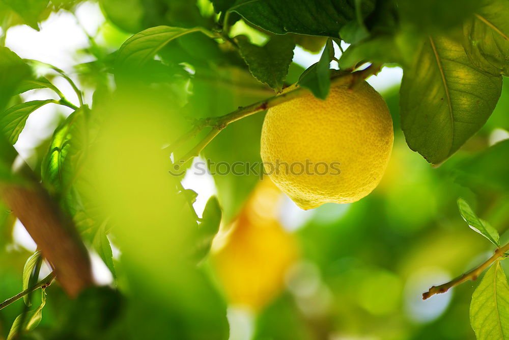 Similar – Image, Stock Photo vitamin hand grenade Food