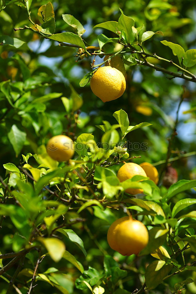 Similar – Image, Stock Photo Fresh Fruit for Rotting Vegetables