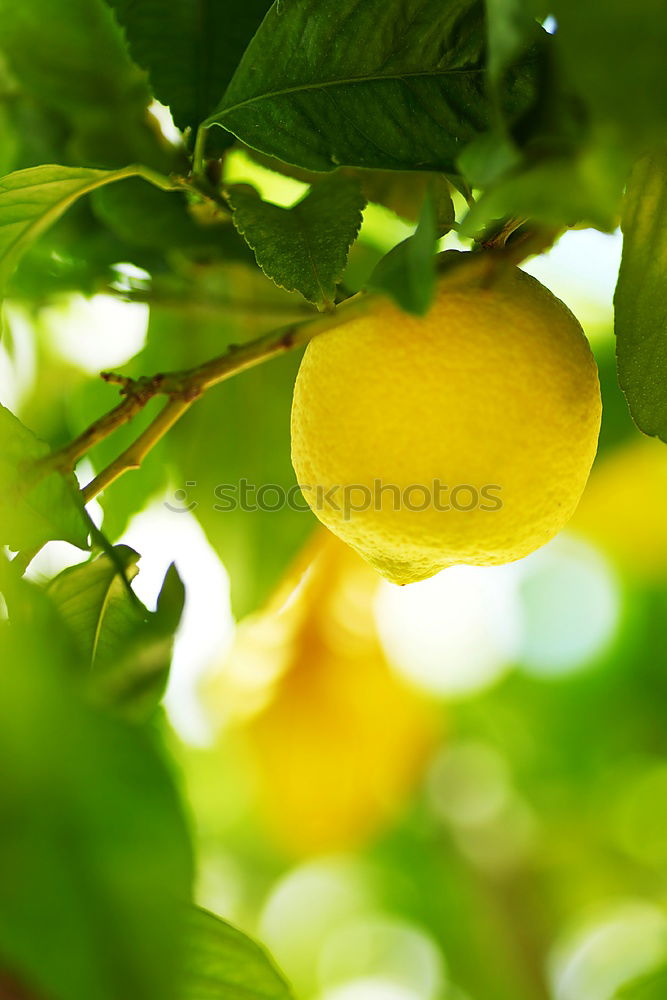 Similar – Image, Stock Photo Fresh Fruit for Rotting Vegetables