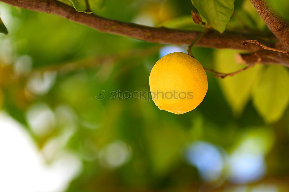 Similar – Image, Stock Photo Vitamin C Forest I Fruit
