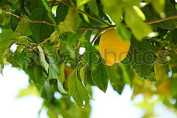 Similar – Image, Stock Photo Orange Garden VI Art