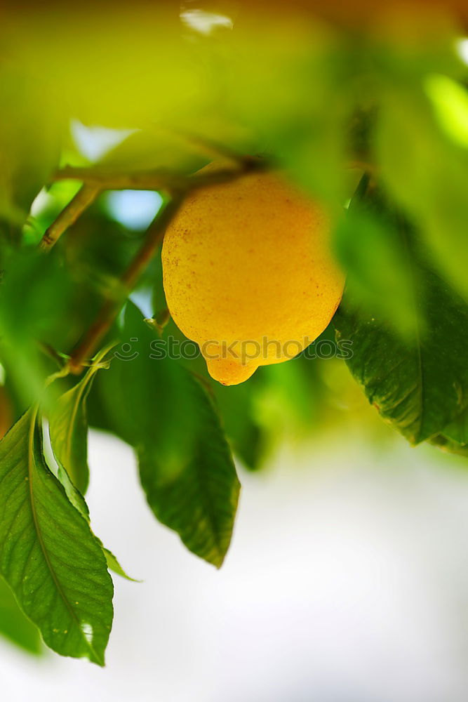 Similar – Image, Stock Photo Vitamin C Forest II Art