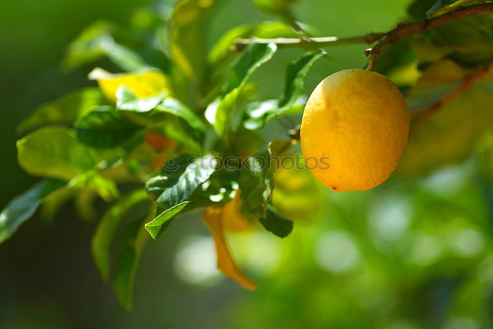 Similar – Foto Bild Orange Garden II Natur