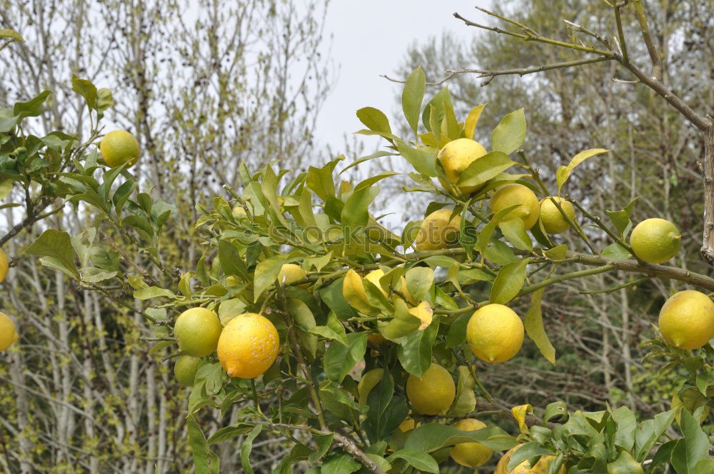 Similar – Image, Stock Photo l’orange Nature Spring