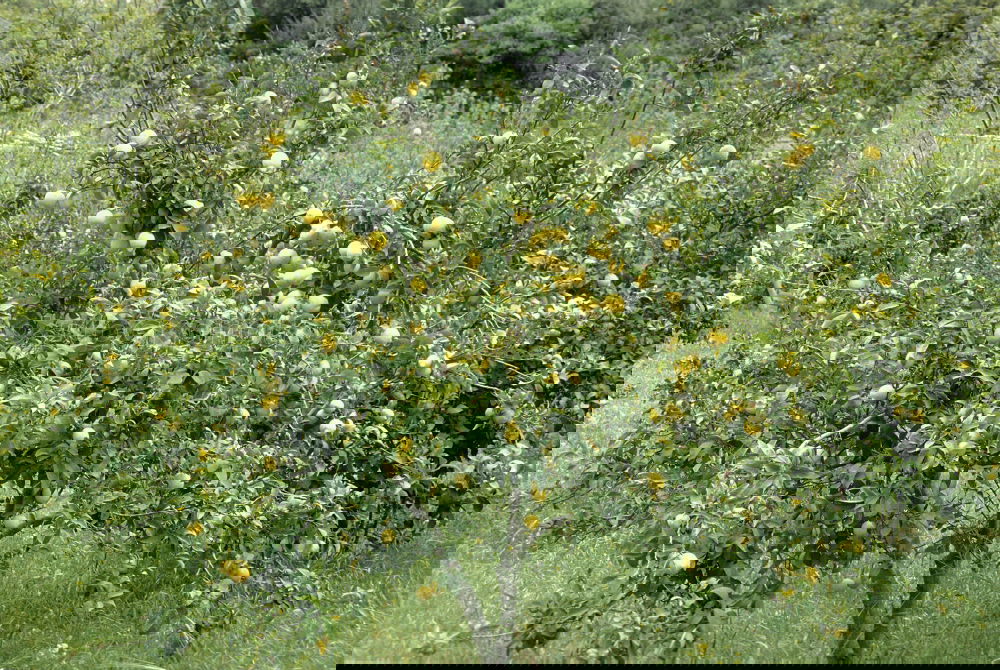 Similar – Image, Stock Photo l’orange Nature Spring