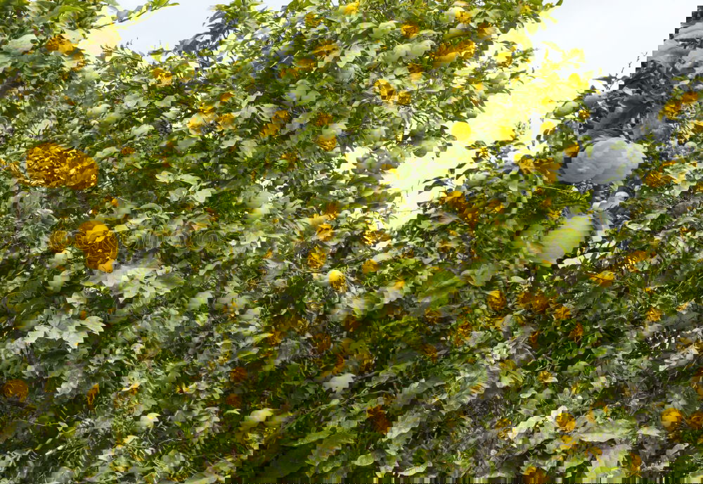 Similar – Image, Stock Photo l’orange Nature Spring