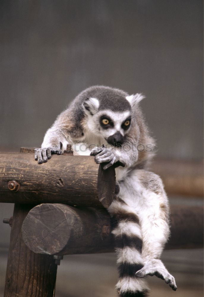 Similar – Image, Stock Photo raccoon Raccoon Animal