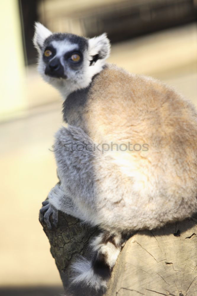 Similar – Foto Bild Ein aufrecht stehendes Erdmännchen auf Beobachtungsposten