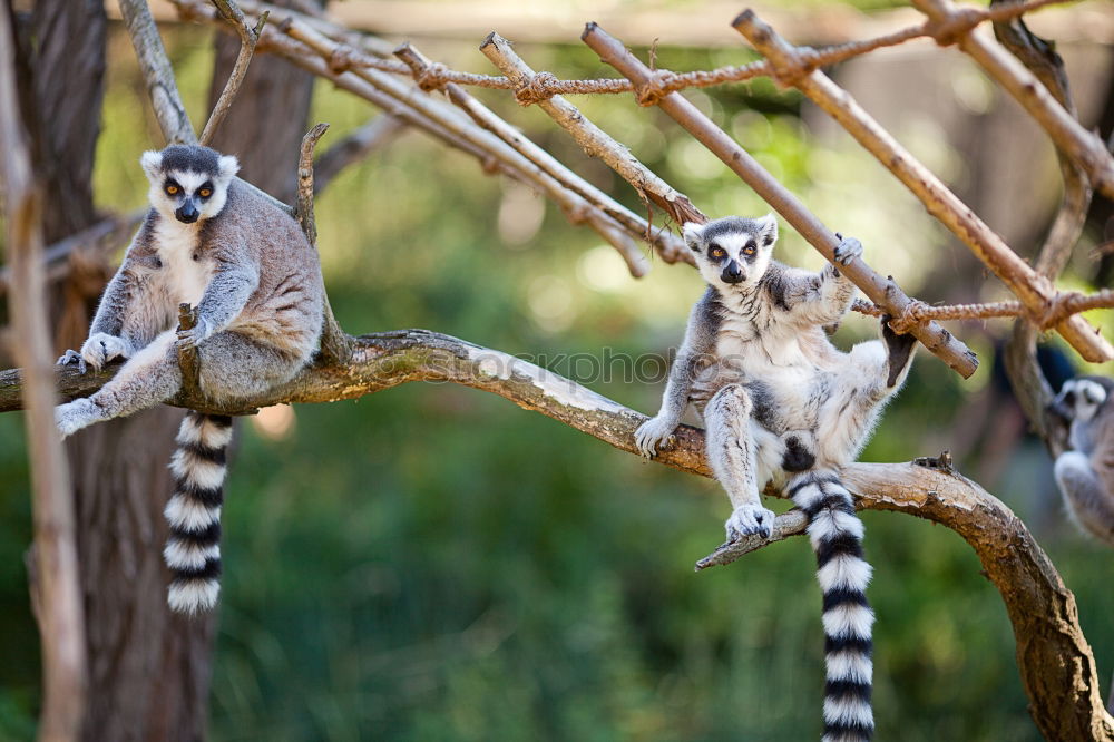 Similar – lookout Animal Monkeys