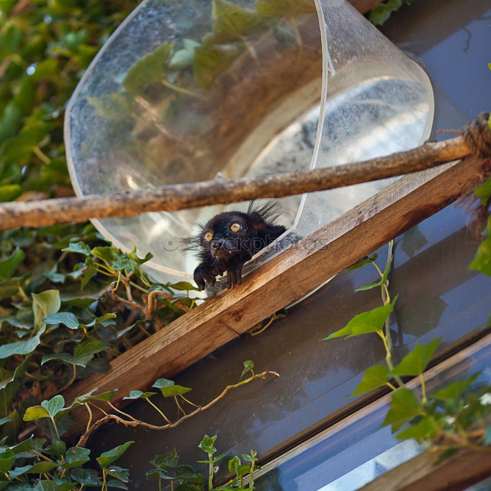 Similar – Image, Stock Photo Outside on the balcony Sun