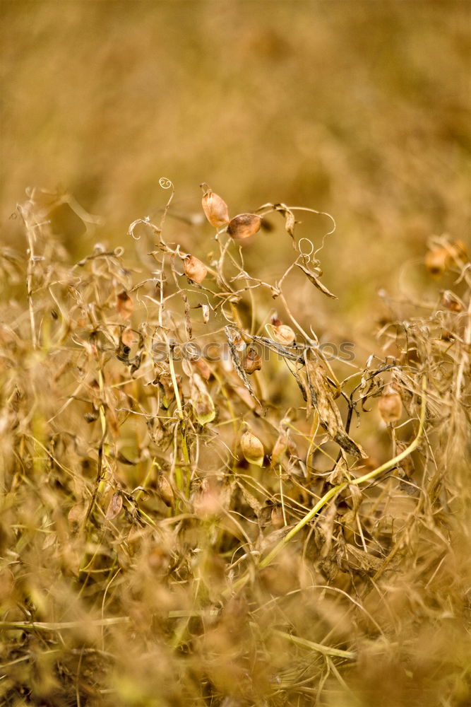 Similar – Image, Stock Photo fates Nature Plant Moss